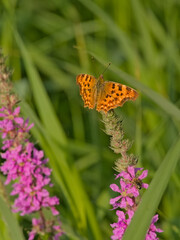 Bright orange comma butterfly on a loosestrife flower, selective focus - Polygonia c-album 