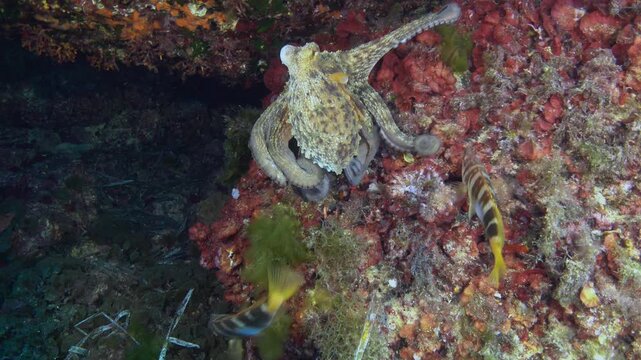 Painted comber fish chasing an octopus - Scuba diving in Majorca