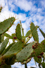 wild cactus in a public park on the island of Rab, Croatia, Mediterranean