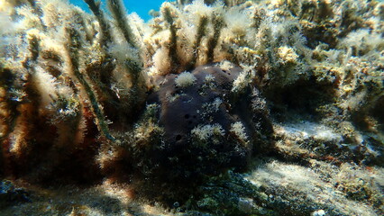Leather sponge (Scalarispongia scalaris) undersea, Aegean Sea, Greece, Halkidiki, Pirgos beach