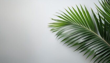 Obraz premium Serene Palm Frond Against A Simple Light Grey Background Perfect For Relaxation And Wellness Themes