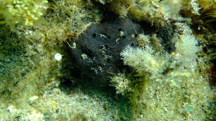 Leather sponge (Scalarispongia scalaris) undersea, Aegean Sea, Greece, Halkidiki, Pirgos beach