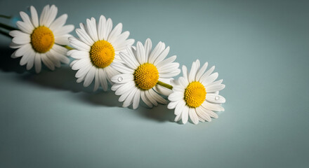 Four daisy flowers with white petal and yellow center are lined up on a blue surface, symbolizing freshness and simplicity, great for spring themes