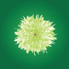 Light green chrysanthemum on green gradient background