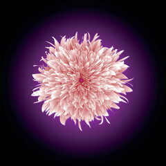Pink chrysanthemum on black lilac gradient background