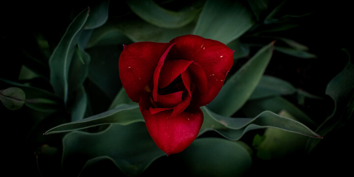 A top view of a red tulip. A blooming bud with petals forming an elegant triangular shape. A blurred background of greenery and shadows