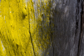 wood texture in high contrast and good resolution	
