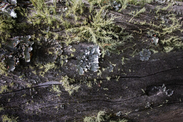 wood texture in high contrast and good resolution	