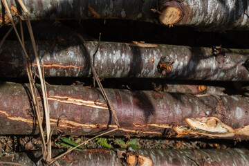 wood texture in high contrast and good resolution	