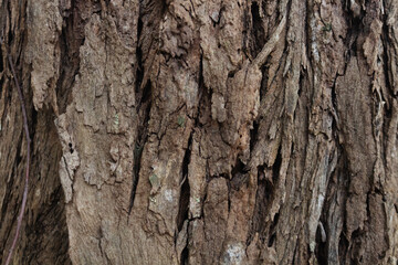 wood texture in high contrast and good resolution	