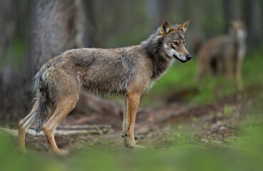 Grey wolf ( Canis lupus ) close up