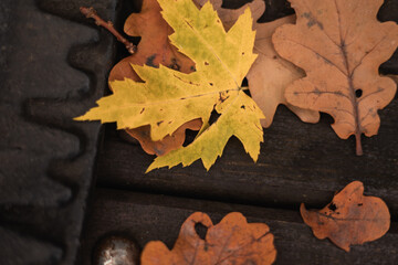 autumn leaves on wooden background