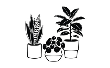 Three potted houseplants are arranged together on a white background.