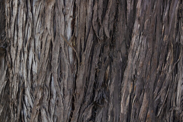 wood texture in high contrast and good resolution	