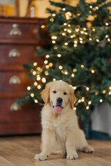 Golden Retriever puppy Christmas. Dog in the New Year. Christmas tree.