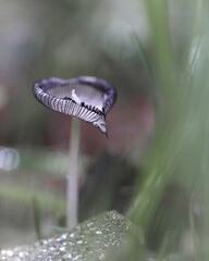 Mushroom and drops 