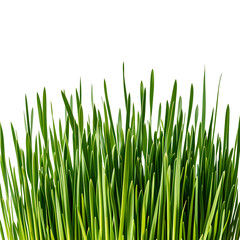 Close up of the green grass Close up of the green grass isolated on transparent background