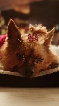 Yorkshire terrier at grooming salon, woman grrom small cute dog, happy animal life.