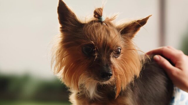 Yorkshire terrier at grooming salon, woman grrom small cute dog, happy animal life.
