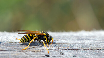Vespula germanica, European wasp, German wasp. while scratching a wooden surface with its jaws, from which cellulose will be obtained, to build the nest. Isolated specimen, macro insect