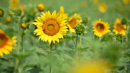 Obraz premium yellow sunflowers in the field. Large sunflower flowers in the sun. Yellow flowers on a farm field and blue sky. Agriculture concept, organic products. Growing seeds for oil. rural area. farmland