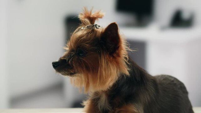 Yorkshire terrier at grooming salon, woman grrom small cute dog, happy animal life.