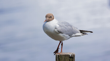 A lone gull stands on a solitary post in the middle of a clear blue lake, under a wide blue sky with generous negative space