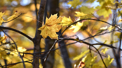Beautiful autumn landscape with yellow maple leaves. Colorful foliage in the park. Falling leaves natural background. Autumn season concept. warm autumn forest, close-up