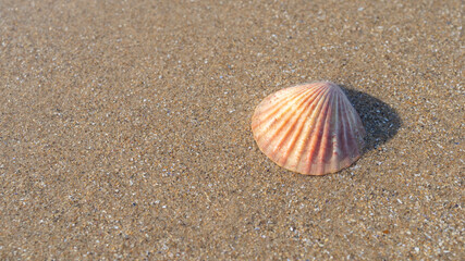 Single Limpet Shell on Beach with Negative Space – Minimal Seaside Nature Photography