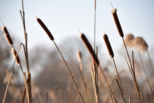 Typha close-up. Phragmites australis. photo with dry Reeds, Typha Latifolia, also called bulrush, reedmace, cattail or corn dog grass, on the shore of the frozen lake. autumn season. winter time