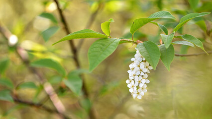 Prunus padus. common bird cherry. flowering tree. small white flowers on a branch. wild growing tree. bird cherry bush in spring, young green leaves. close-up. beauty of nature. natural background