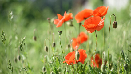 poppies. delicate petals of red poppies in the sun. background with poppy flowers. Beautiful red poppy wild flower and buds in the field. beauty in nature. close-up. spring season, summer time