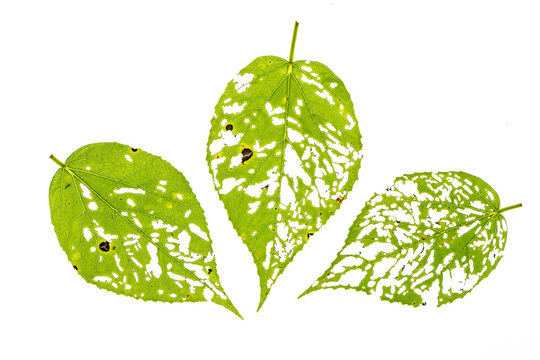 Leaves of swamp hibiscus (Hibiscus grandiflorus) skeletonized by chewing sawfly larvae.