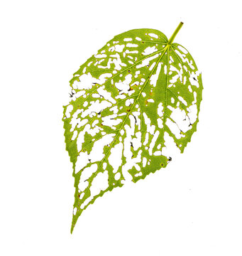 Leaf of swamp hibiscus (Hibiscus grandiflorus) skeletonized by chewing sawfly larvae.