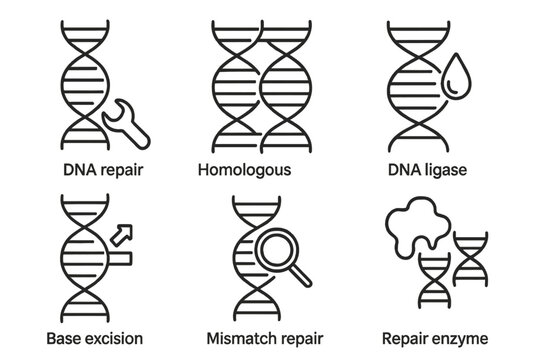 Genetic Engineering Icons. Line style icons of genetic engineering: DNA repair mechanism, homologous recombination, DNA ligase