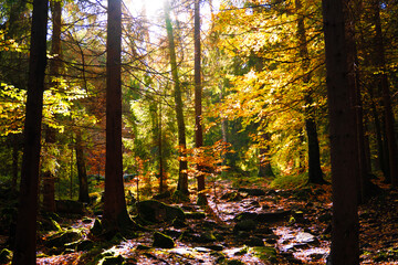 Fototapety na wymiar - Fototapeta24.pl