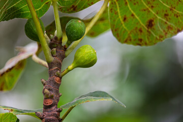 Unripe Turkey Figs growing on tree in garden