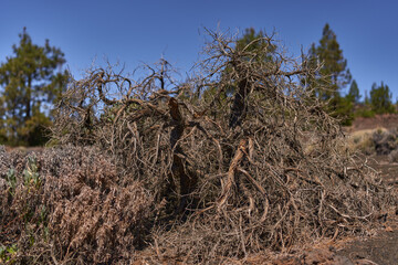 Dry teide broom shrub in volcanic area