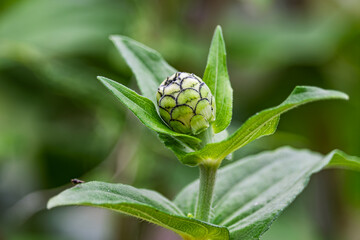 Zinnia flower bud close up.