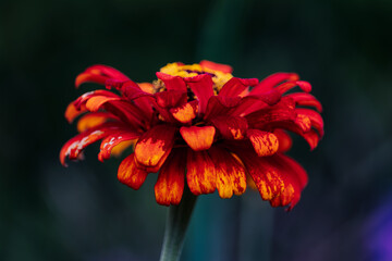 Red and Orange Zinnia Petals from the side against dark moody background.