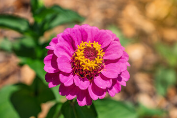 Bright pink Zinnia Flower with yellow center against blurred background.