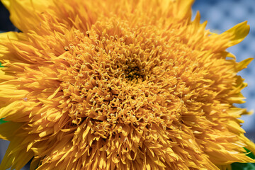 Close up on the middle of a bright yellow flower as background or texture.