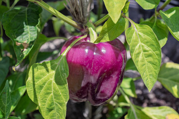 Purple Bell Pepper ripens on the vine in the garden