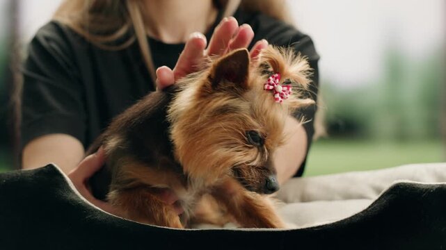 Yorkshire terrier at grooming salon, woman grrom small cute dog, happy animal life.