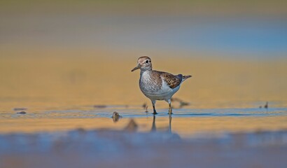 Common Sandpiper (Actitis hypoleucos) is a wetland bird that feeds on mollusks near lakes and streams. It is a common bird in Asia, Europe, Africa and Australia.