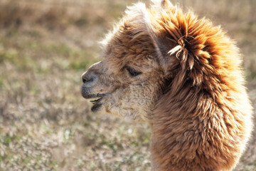 Alpaca Portrait