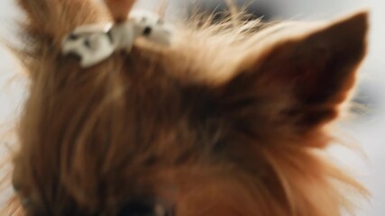 Veterinarian specialist holding small dog and applying eye drops and vitamins medicine, Yorkshire Terrier dog vet treatment, dog treated at home, dripping drops supplements.