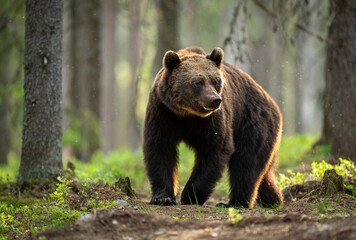 Fototapeta premium Wild brown bear ( Ursus arctos )