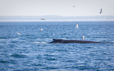 Humpback Whale Passing By