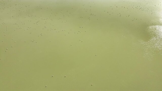 Aerial view of flamingos at laguna grande, Catamarca